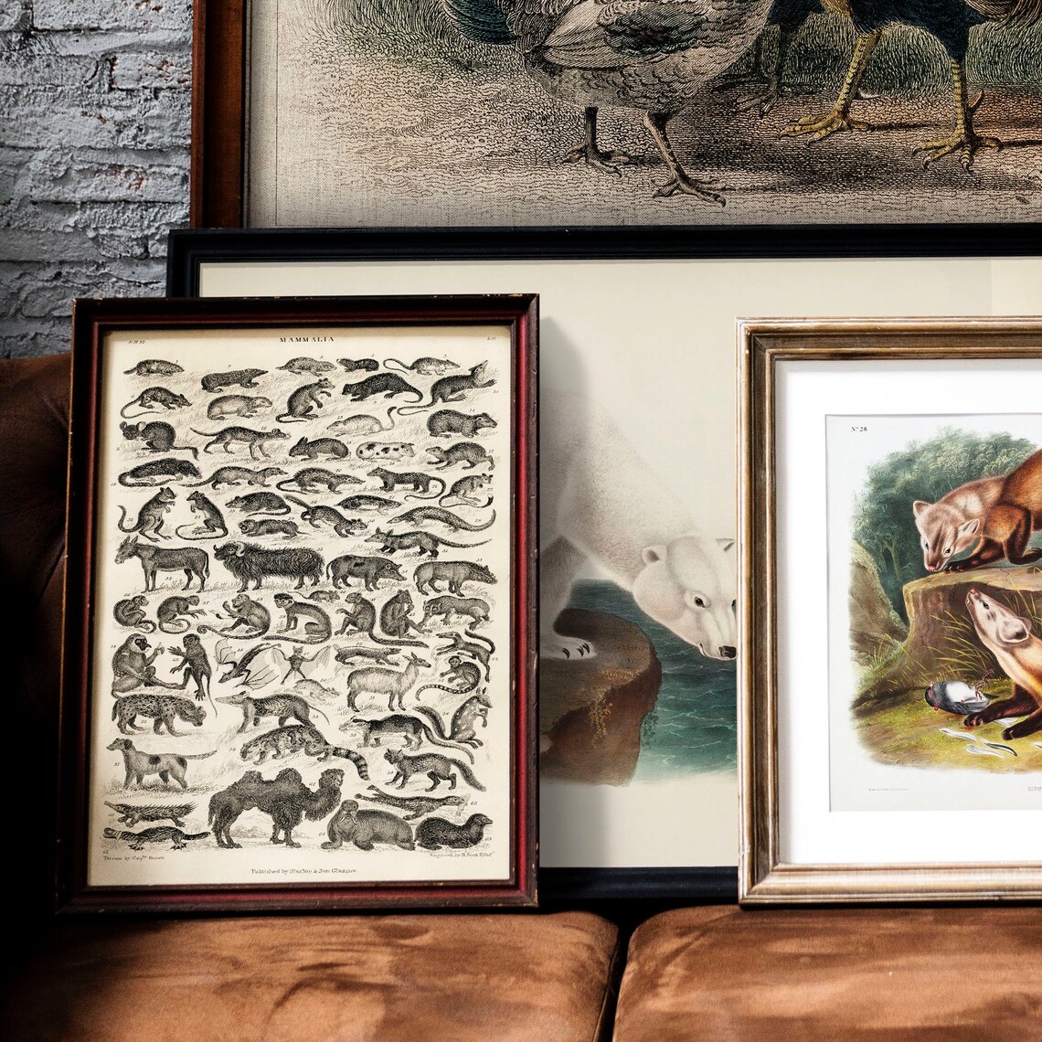 Antique Mammalia Engraving Chart Vintage Animal Species Poster - Image 2