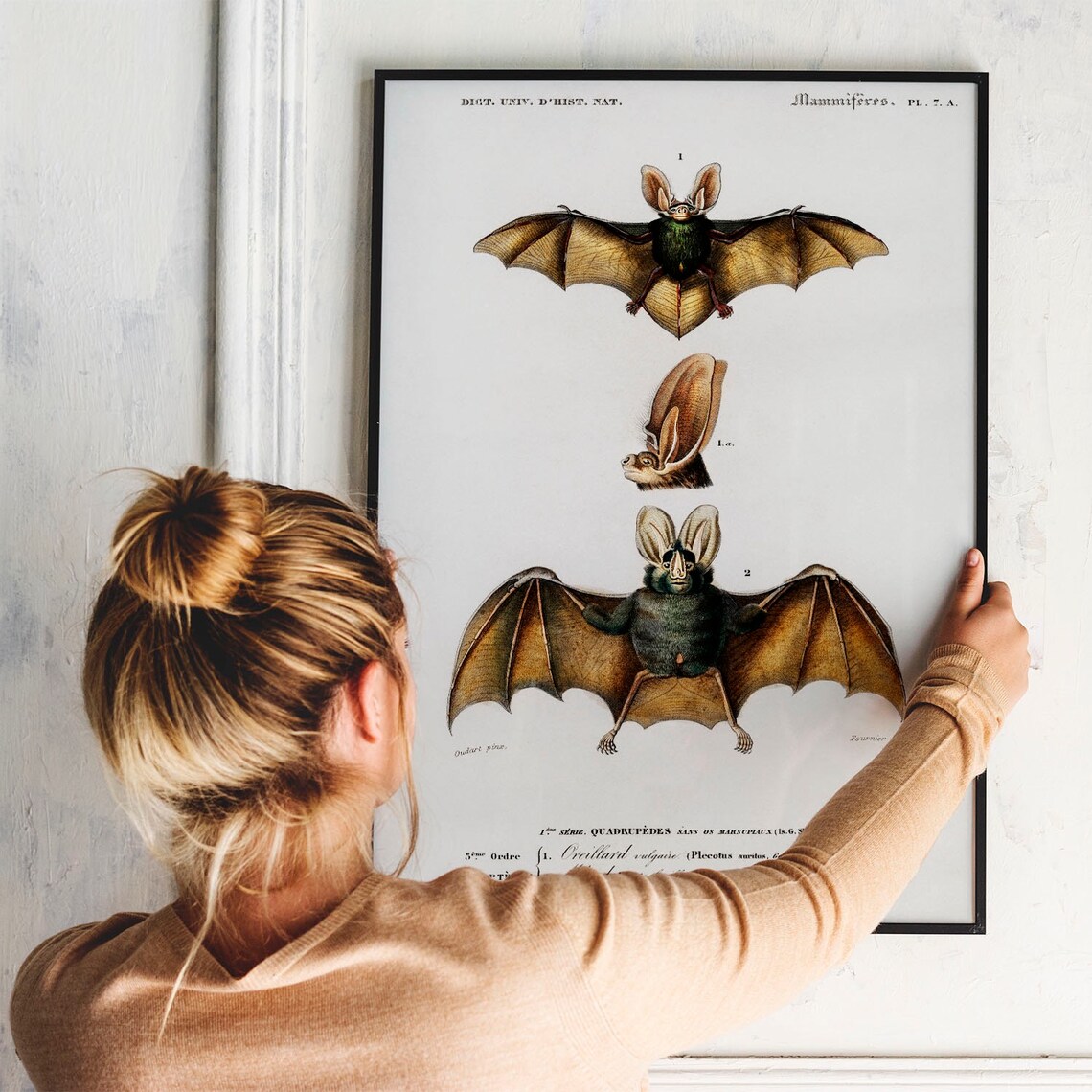 Vintage Bat Animal Print, Zoological Drawing Decor - Image 3