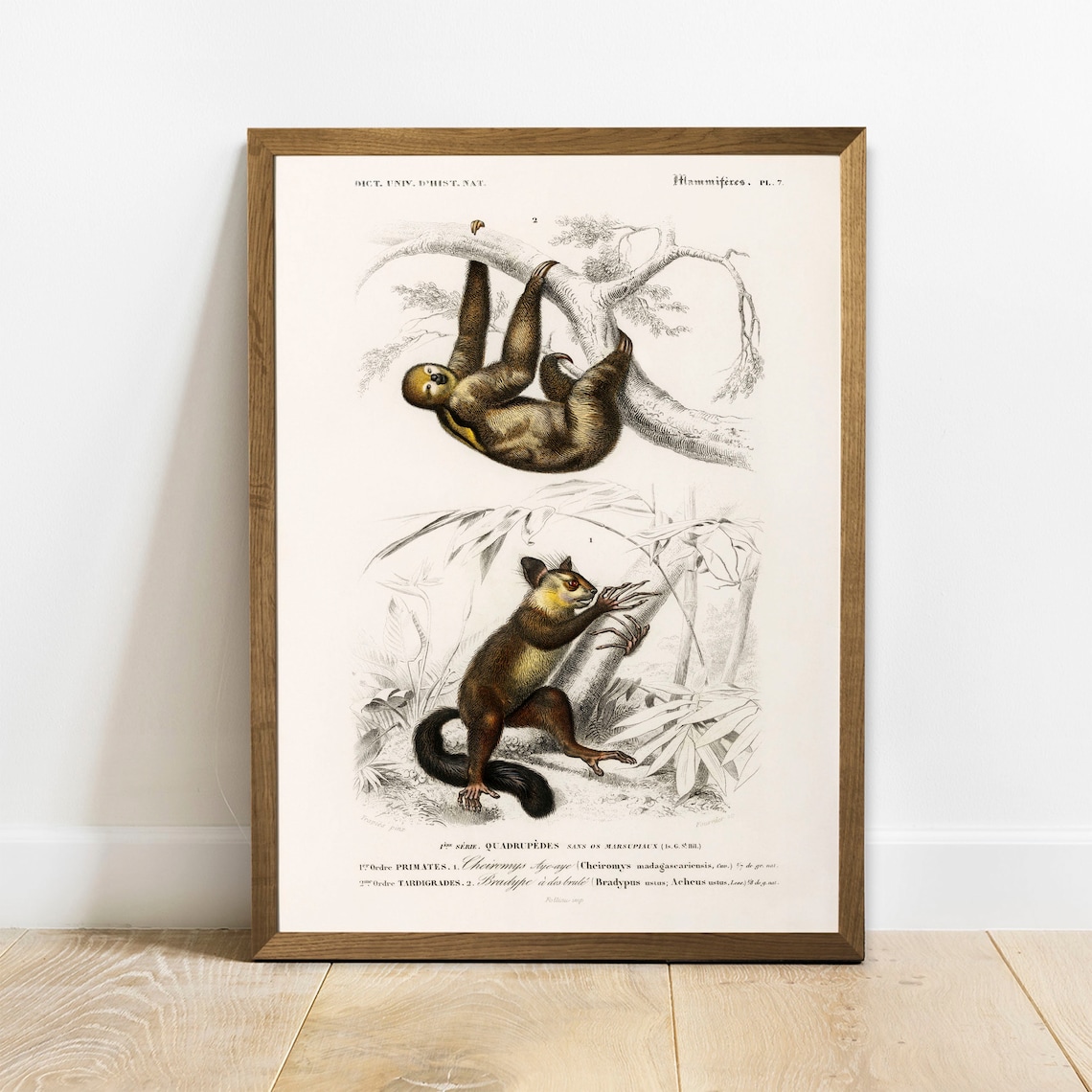 Sloth Antique Animal Painting Vintage Drawing Art Print
