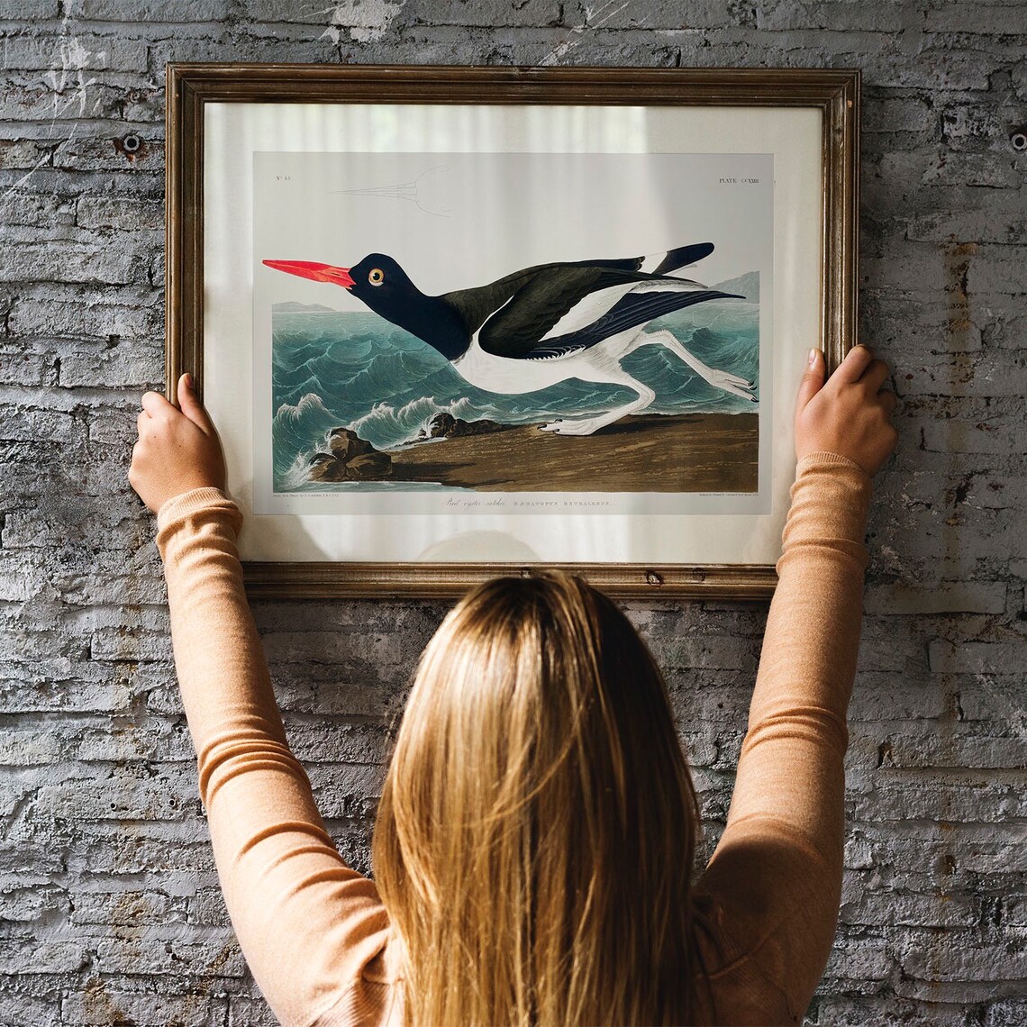 Oystercatcher Bird Antique Vintage Drawing Art Print - Image 3