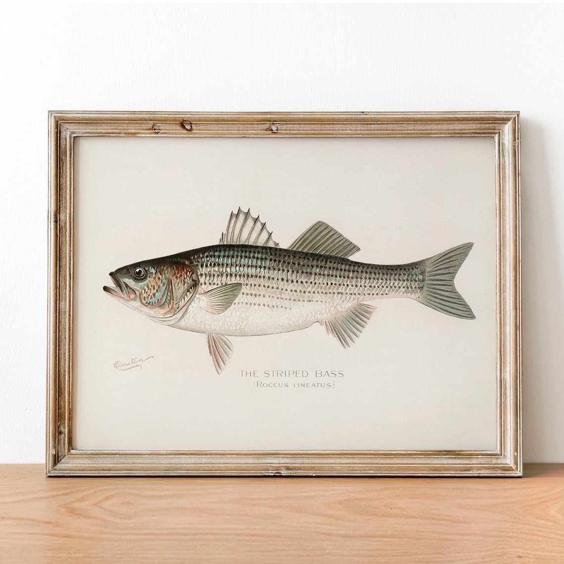 Striped Bass Vintage Fishing Poster, Rockfish Art
