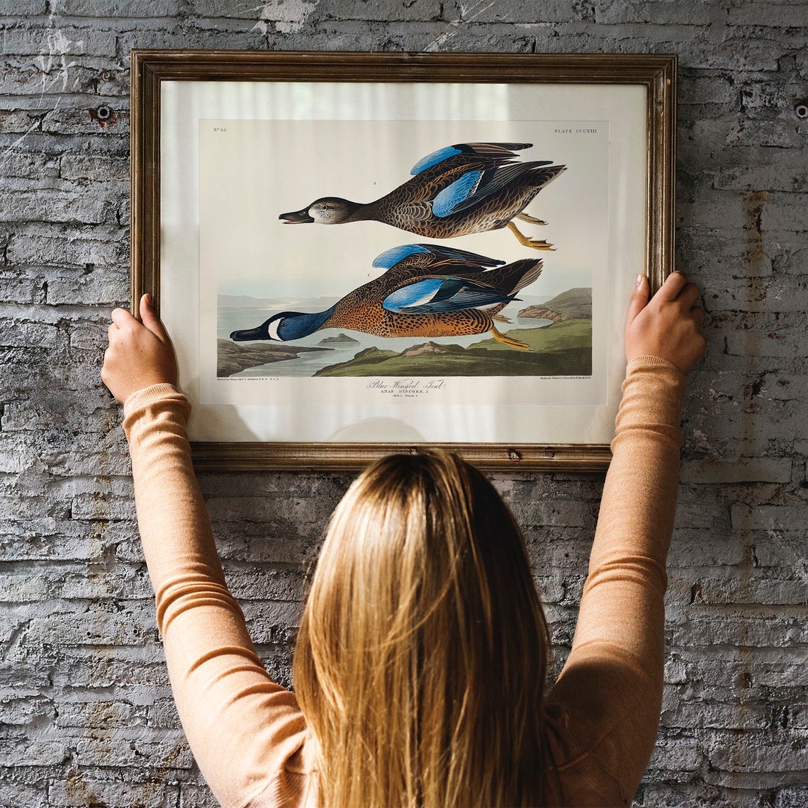 Blue Winged Teal Ducks Audubon Vintage Waterfowl Illustration Poster - Image 3