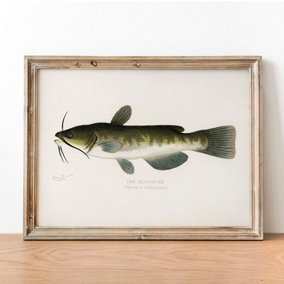 Bullhead Fish Vintage Fishing Poster, Fish Drawing