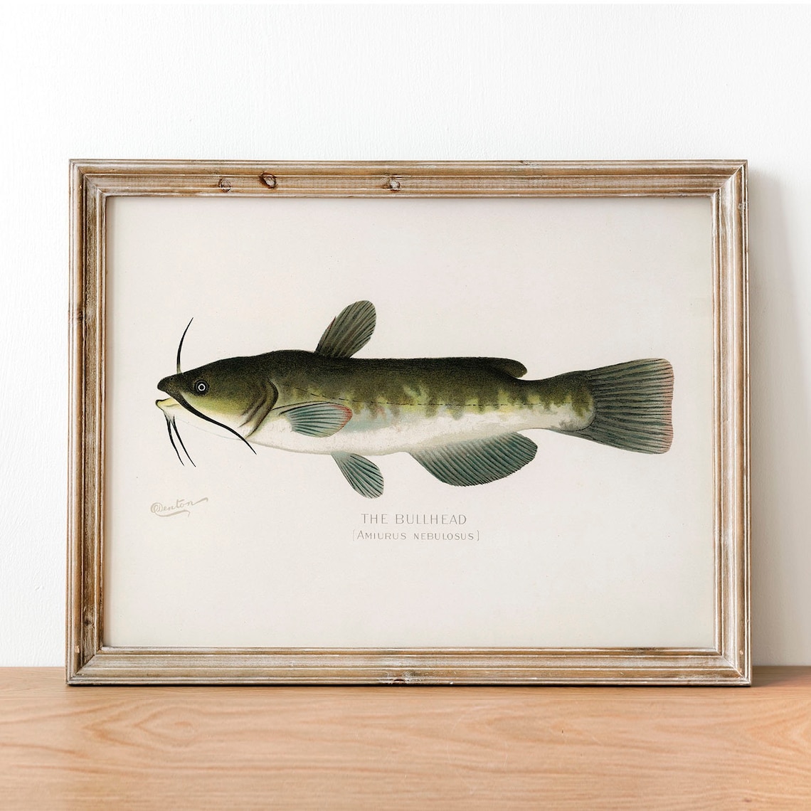 Bullhead Fish Vintage Fishing Poster, Fish Drawing