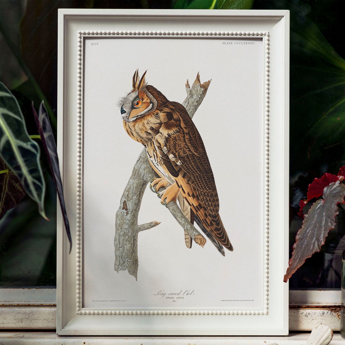 Long-Eared Owl on Branch Antique Bird Plate Illustration Poster - Image 4