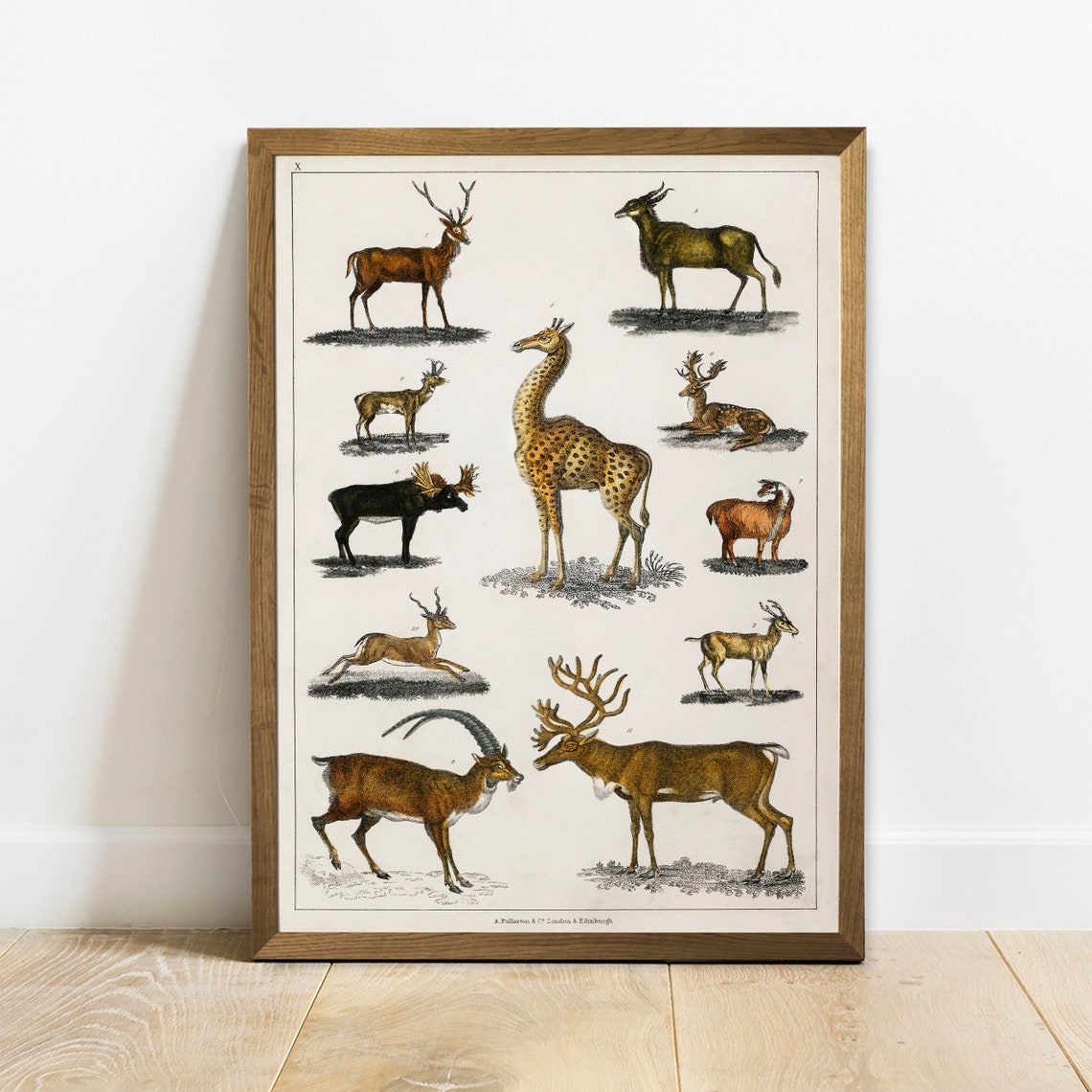 Animals With Antlers Print Antique Animal Painting Vintage Drawing Poster Wall Art Antler Animals Animal Drawing Animal Print Coo277