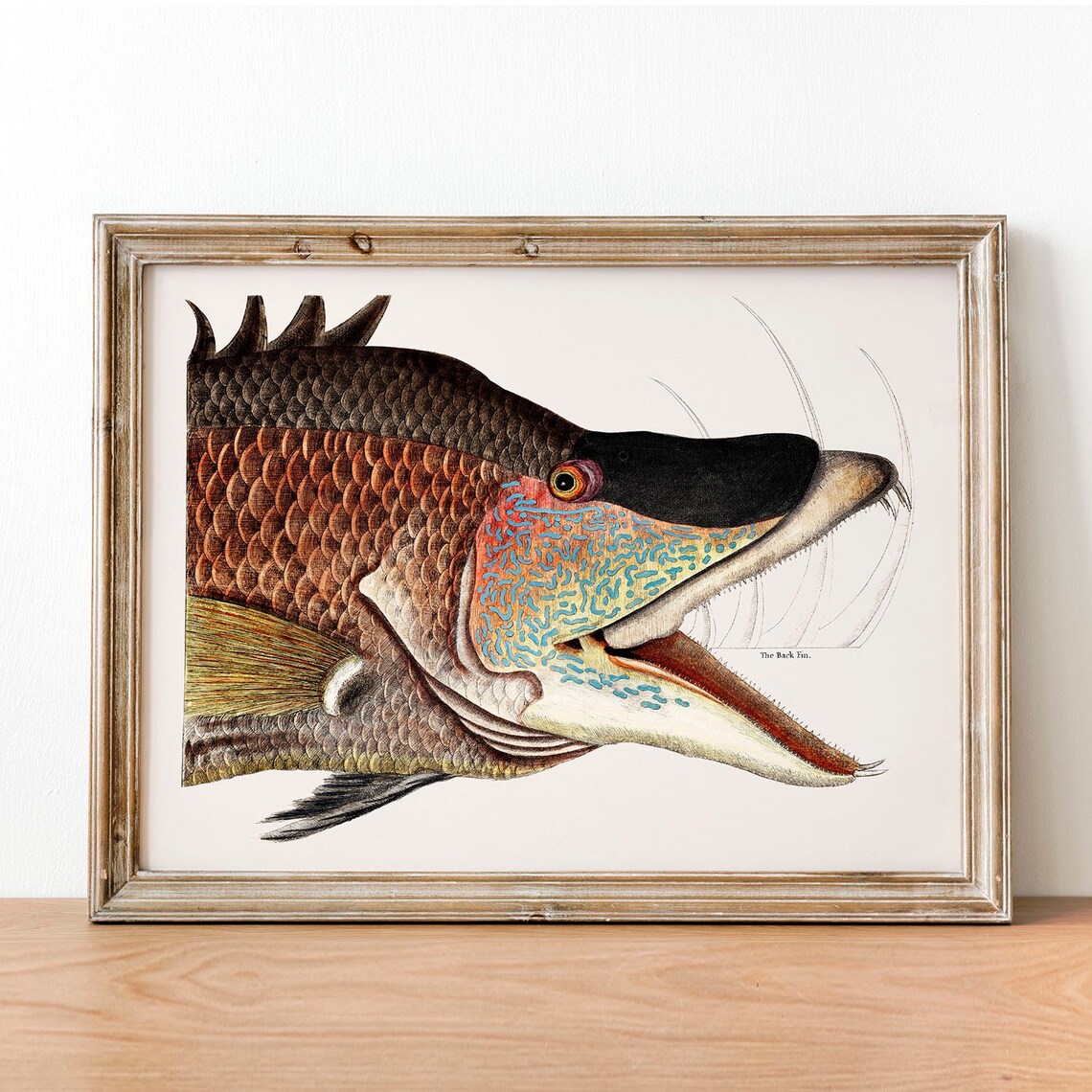 Grat Hog Fish Antique Illustration Vintage Poster