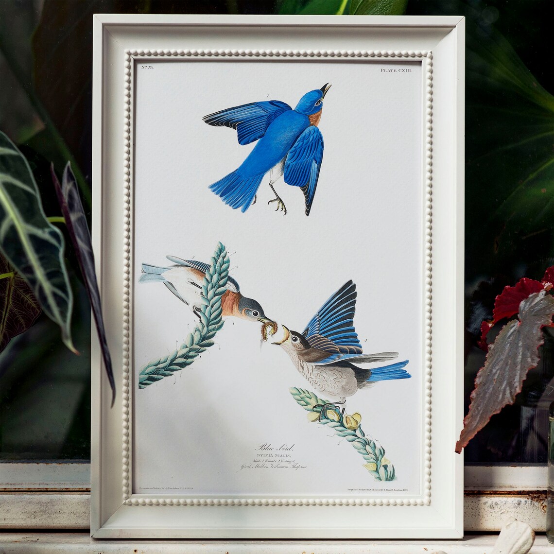 Blue Bird Antique Bird Painting Vintage Art Print - Image 4
