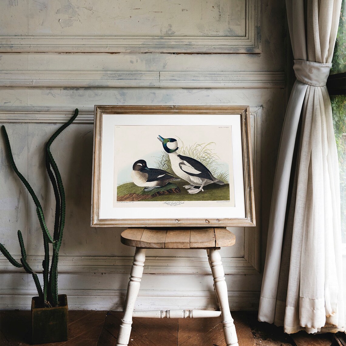 Buffel Headed Duck Vintage Bird Print Poster - Image 4