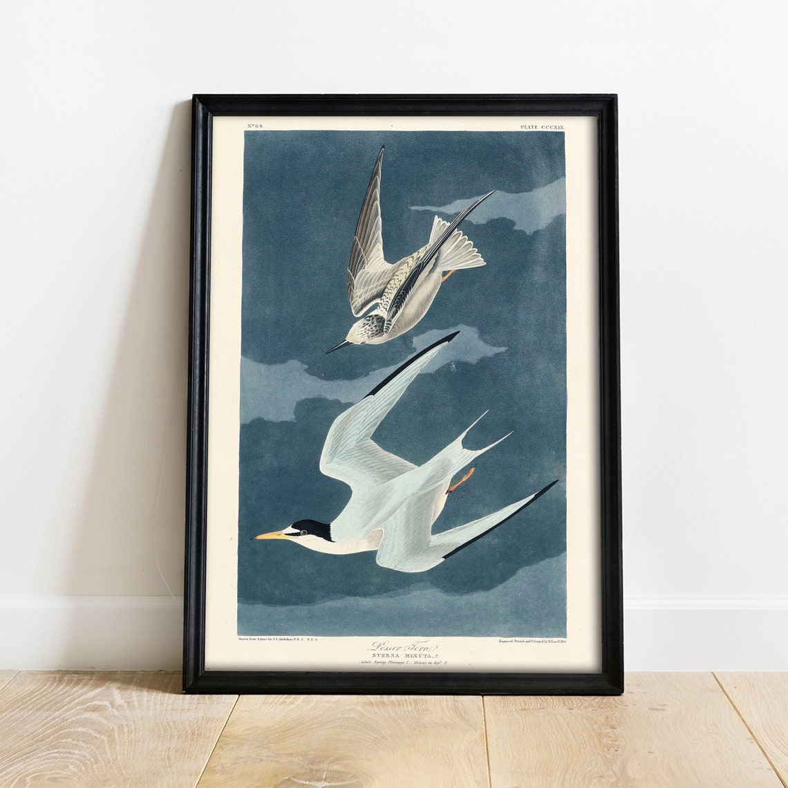 Audubon Lesser Tern Seabirds Vintage Plate Blue Sky Ornithology Poster