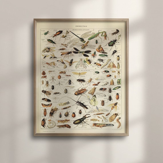 Vintage Insect Illustration, Adolphe Millot Art Print