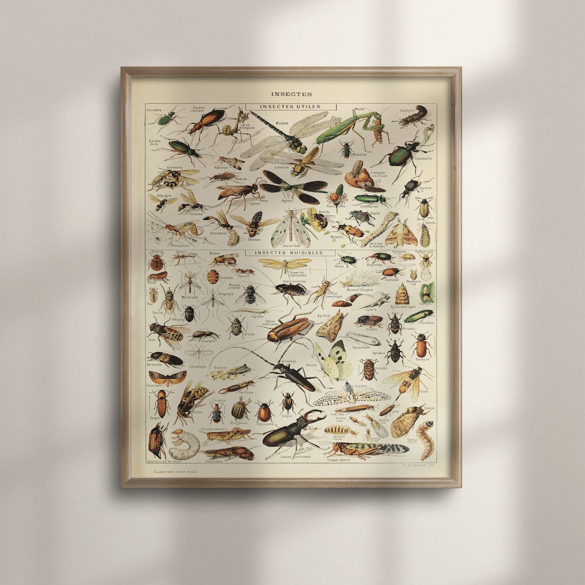 Vintage Insect Illustration, Adolphe Millot Art Print