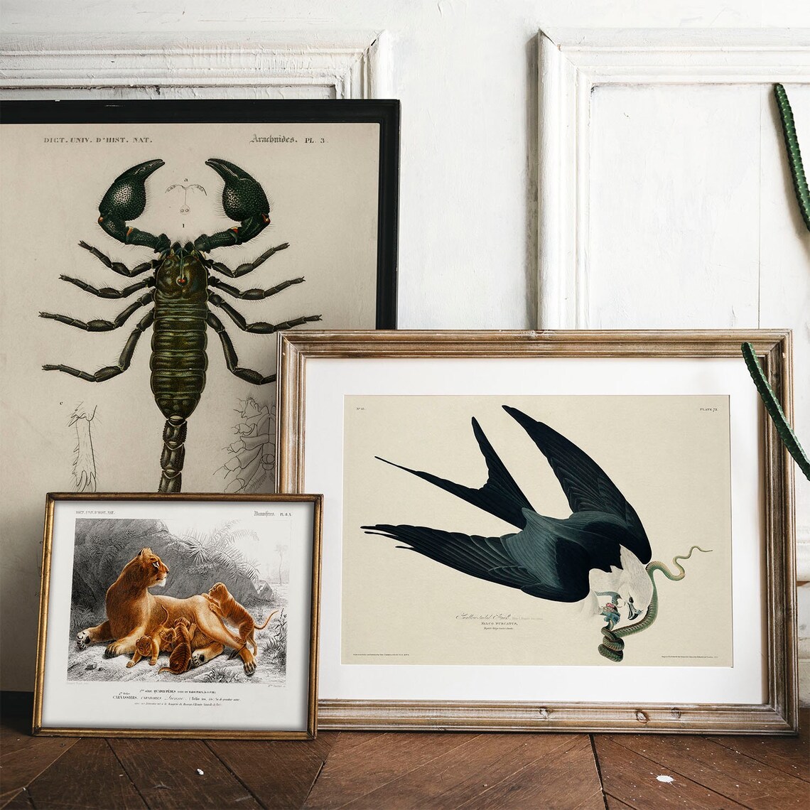 Vintage Hawk Bird Print, Antique Botanical Drawing - Image 2