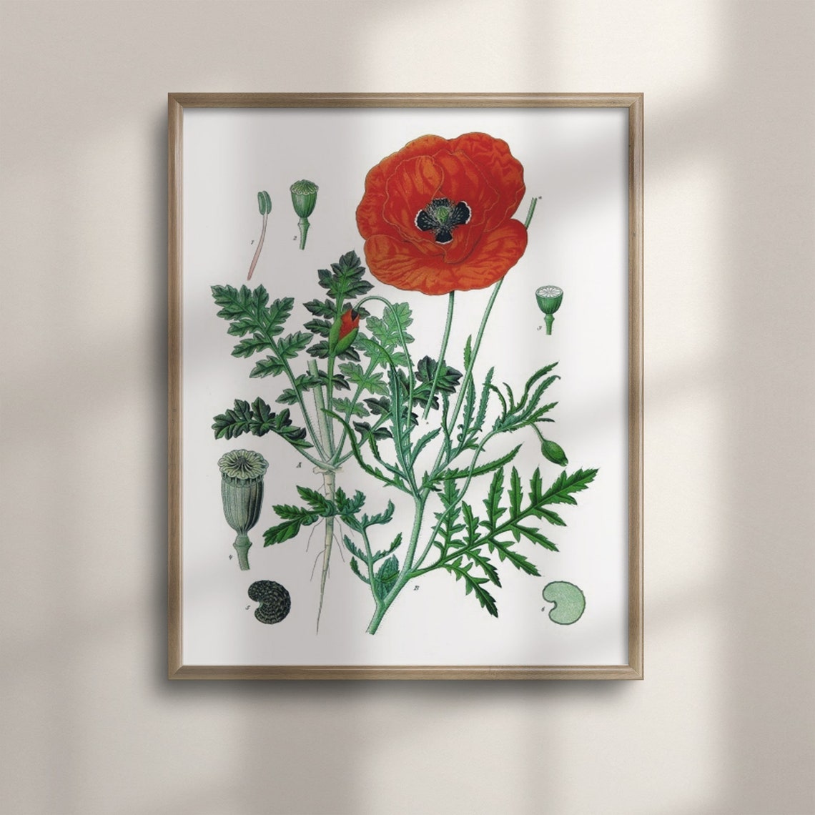 Vintage Red Poppy Botanical Illustration with Seed Pod Details Poster