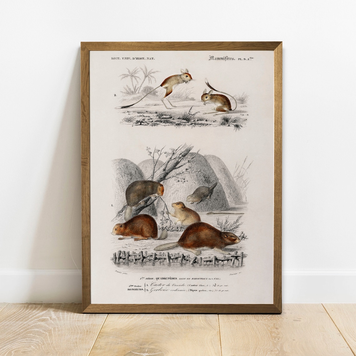 Beaver Antique Animal Print, Vintage Animal Drawing
