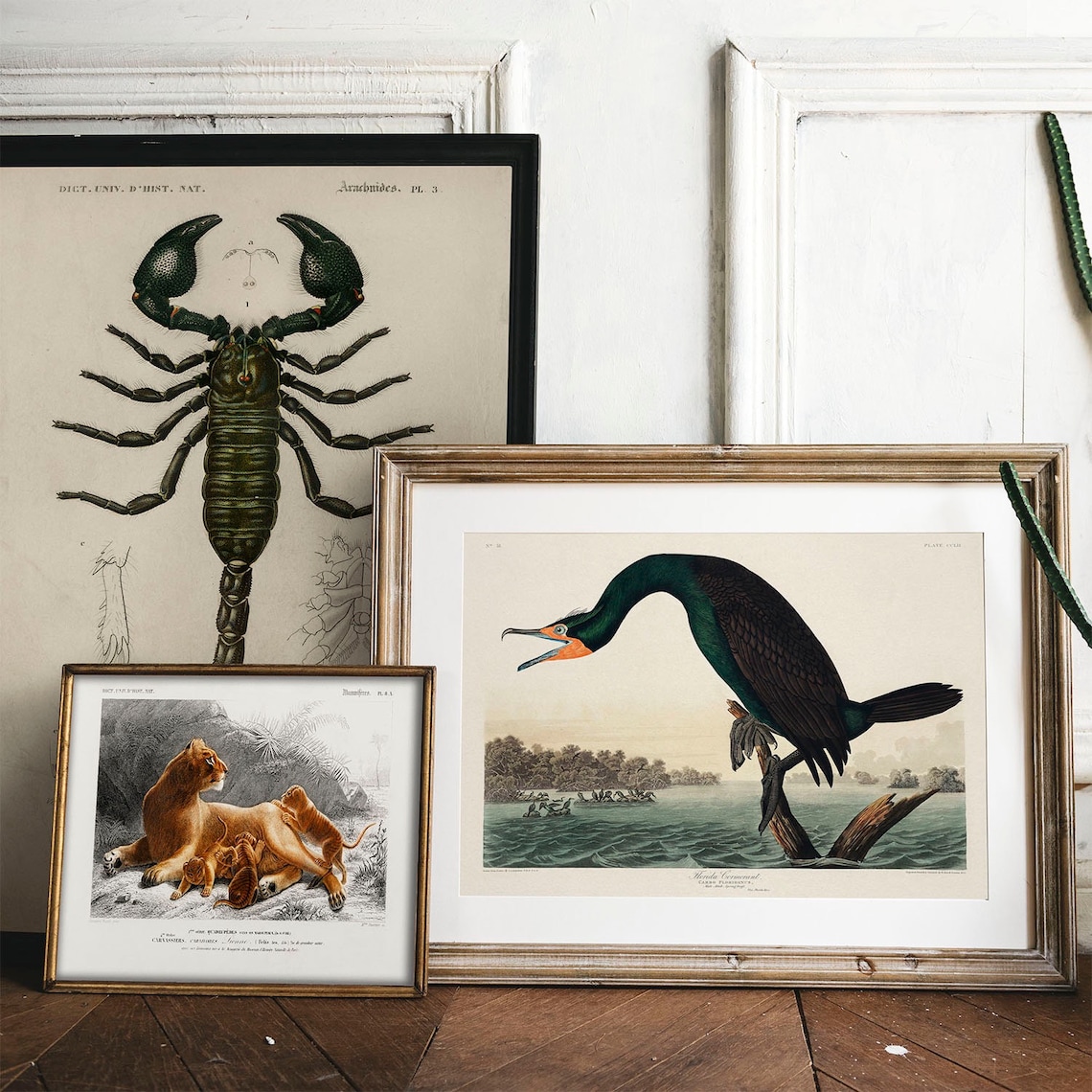 Cormorant Print, Antique Bird Painting Vintage Drawing - Image 2