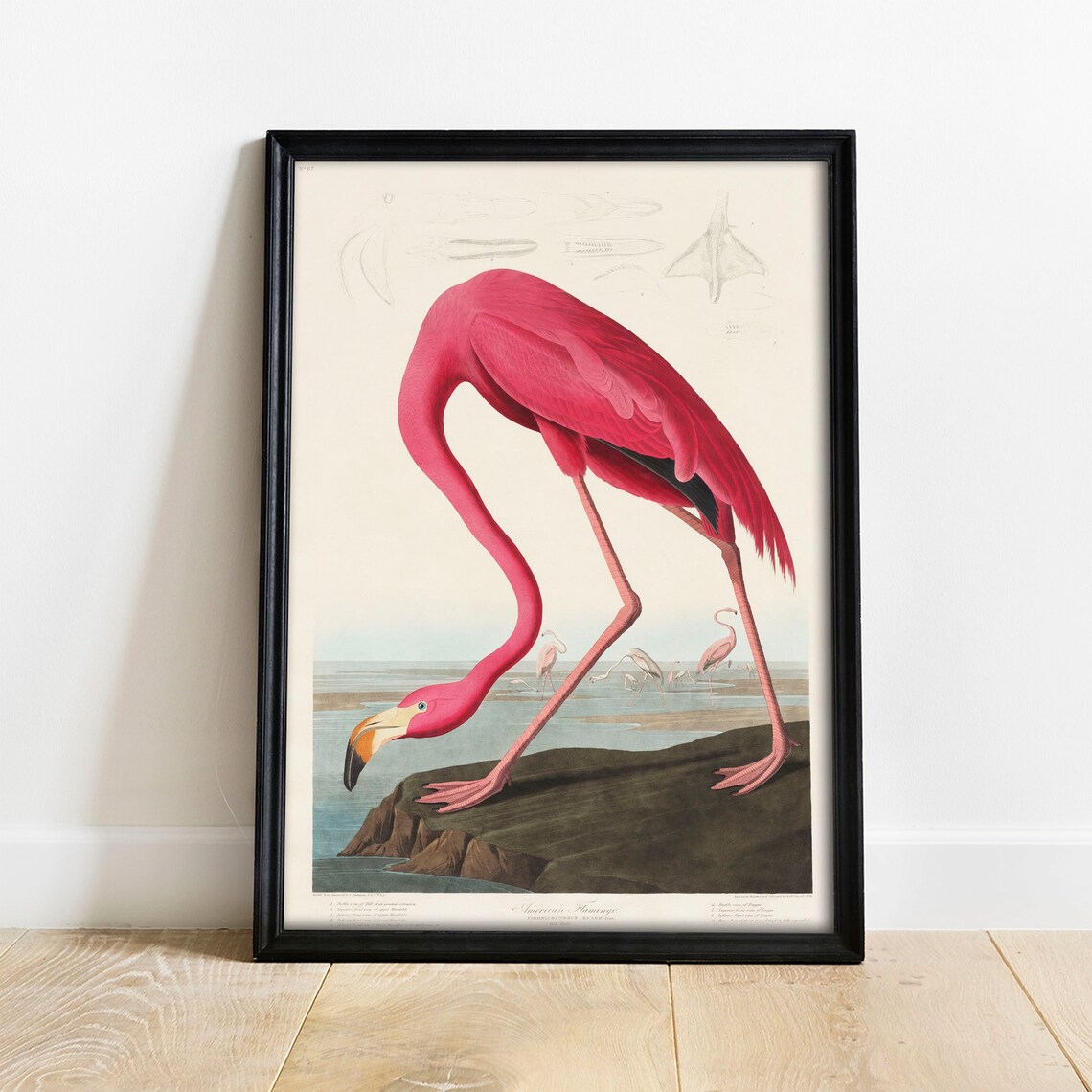 Flamingo Print, Vintage Bird Drawing Art Print
