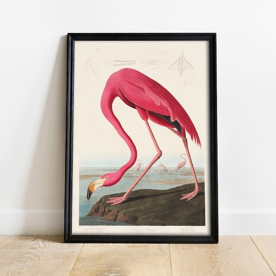 Flamingo Print, Vintage Bird Drawing Art Print