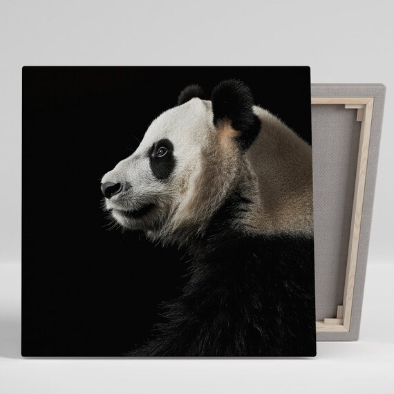 Giant Panda Profile Portrait Dramatic Black Background Photo Realism Poster