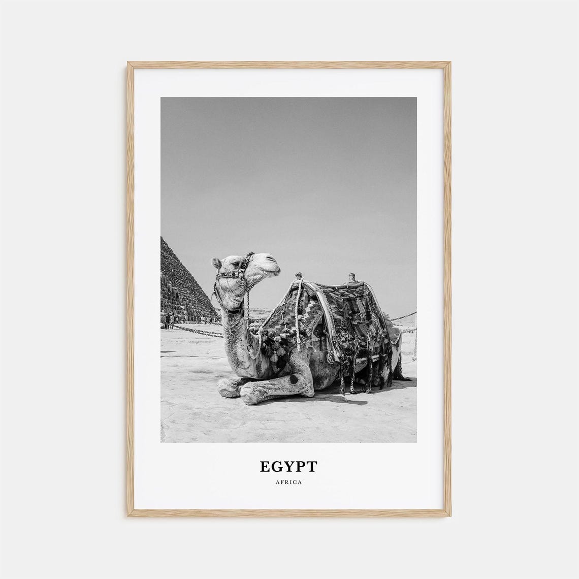 Egypt Giza Great Pyramid Camel Resting Desert Monochrome Poster