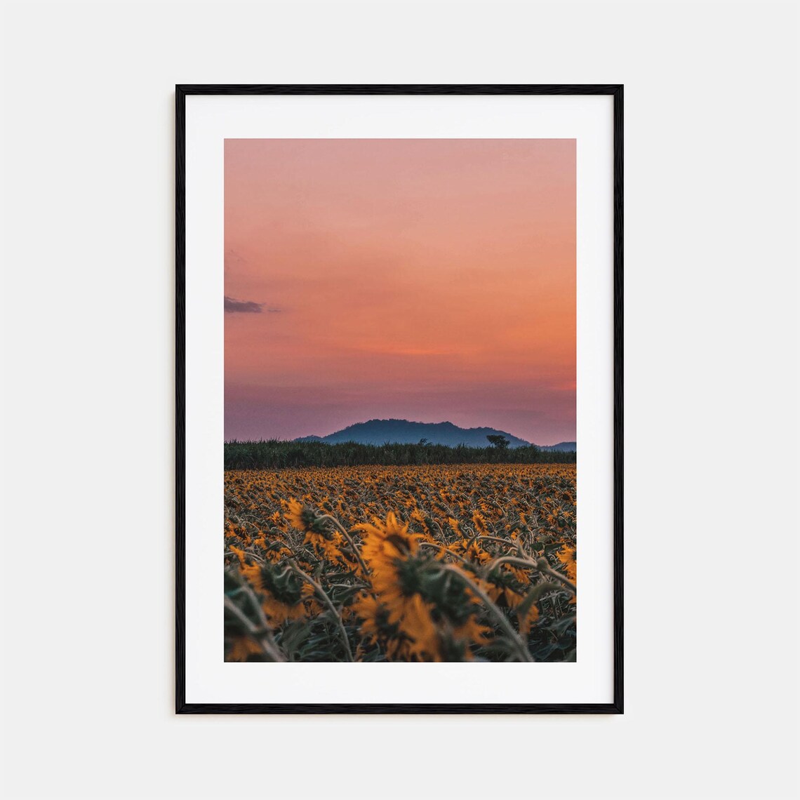 Sunflower Field Mountain Dusk Pink Sky Landscape Photo Print