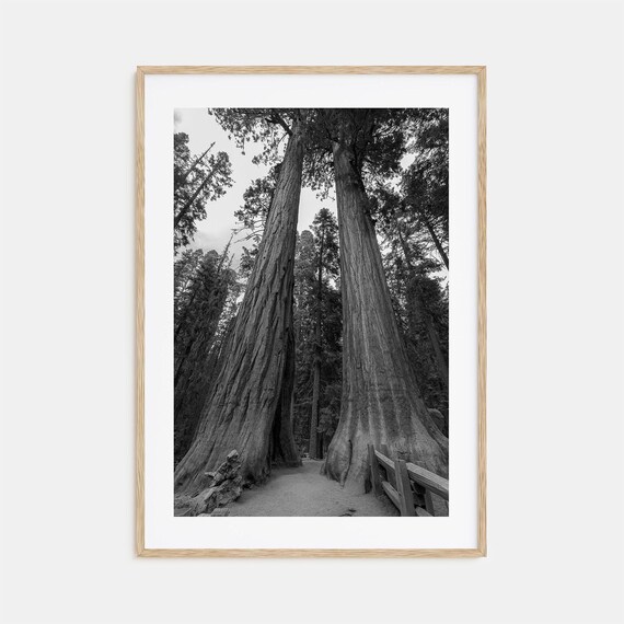 Redwood National Park Giant Trees Black And White Photo Poster