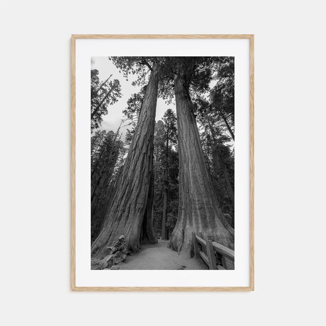 Redwood National Park Giant Trees Black And White Photo Poster