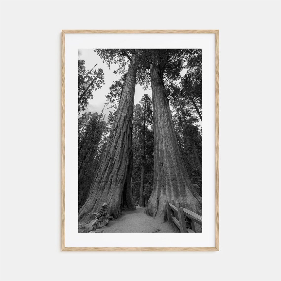 Redwood National Park Photo Poster Print Redwood National Park Black And White Wall Art Wall Photography Travel Map Poster
