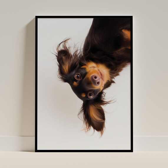 Upside Down Long Haired Dachshund Puppy Cute Dog Portrait Art Poster