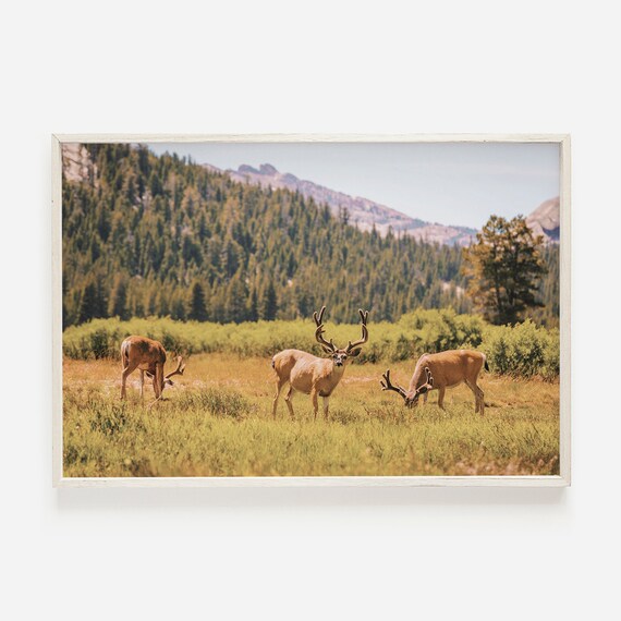 Mule Deer Herd Wall Art Wildlife Photography Poster Nature Decor Forest Animal