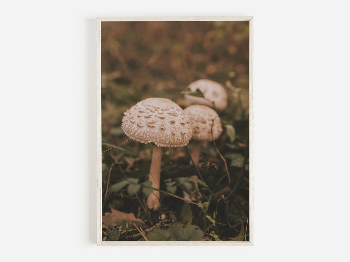 Wild Mushrooms Growing in a Soft Forest Close-Up Photo Poster