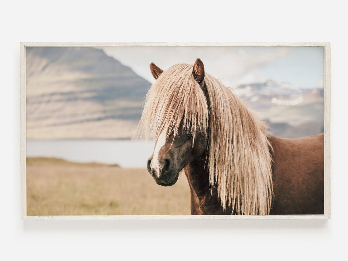 Wild Horse Icelandic Photo, Rustic Modern Art Print
