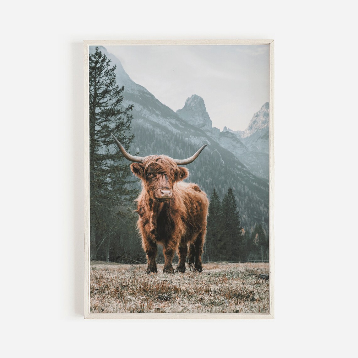 Highland Cow in Colorado Mountains, Rustic Art Print