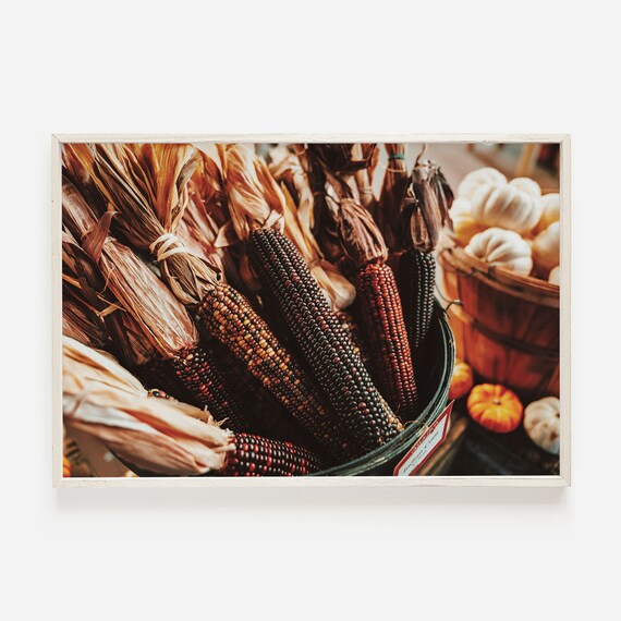 Rustic Dried Indian Corn With Colorful Kernels Autumn Farm Poster