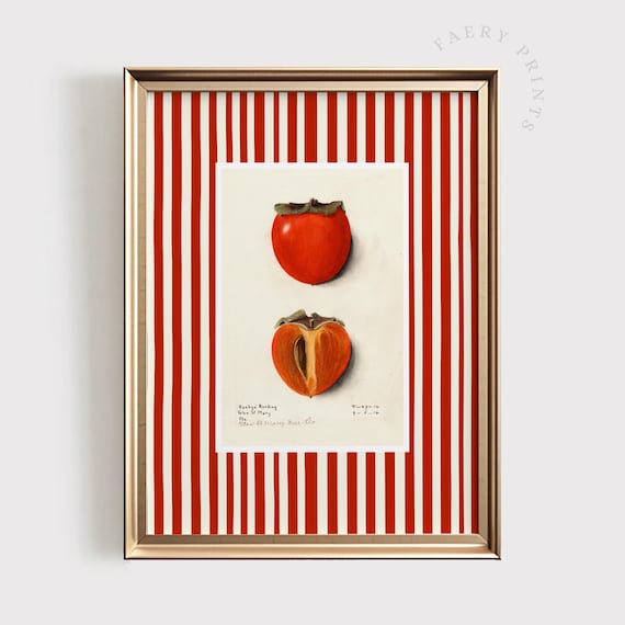 Vintage Persimmon Botanical Illustration Red Striped Kitchen Poster
