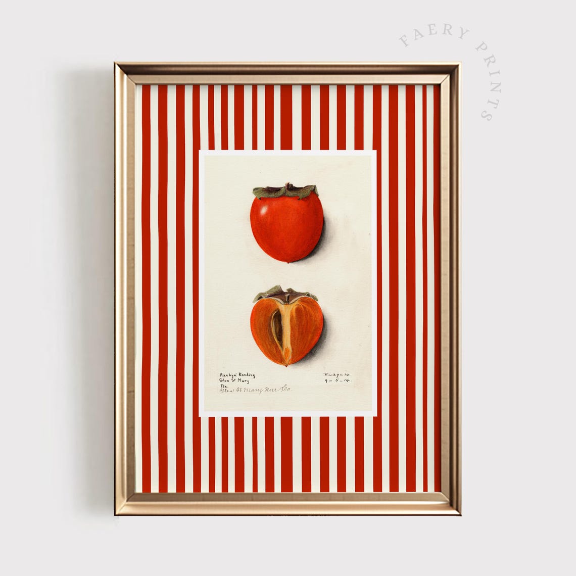 Vintage Persimmon Botanical Illustration Red Striped Kitchen Poster