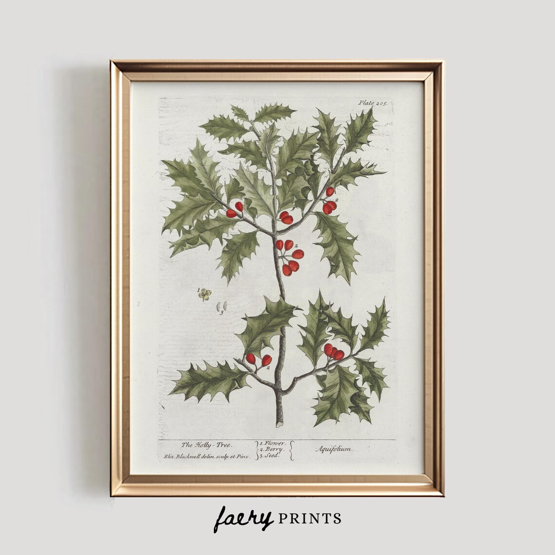 Holly Tree Illustration, Vintage Botanical Art Print
