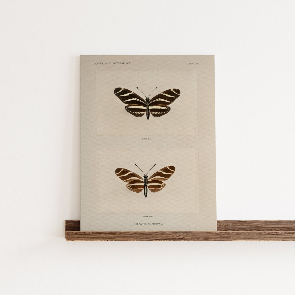 Vintage Zebra Longwing Butterfly Study Natural History Art Print - Image 2