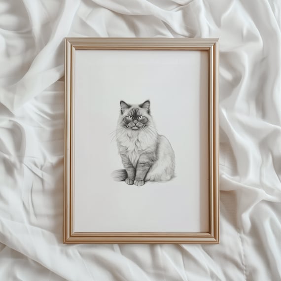 Ragdoll Cat Sketch, Black And White Art Print