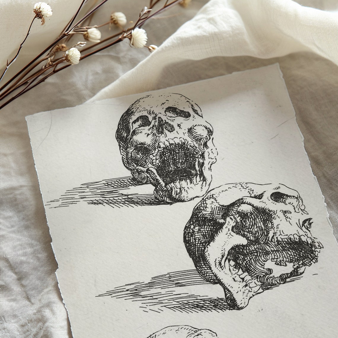 Three Human Skulls Vintage Anatomical Ink Study Gothic Art Print - Image 2