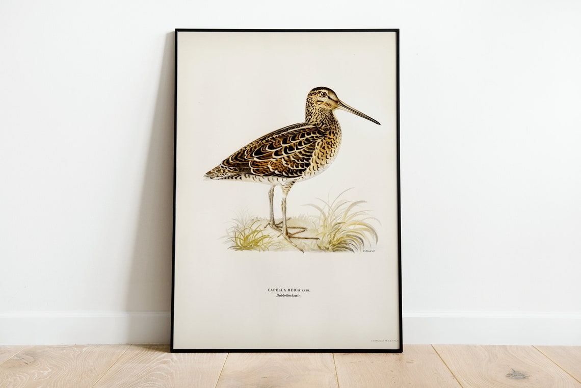 Great Snipe Wader Bird Vintage Natural History Illustration Poster