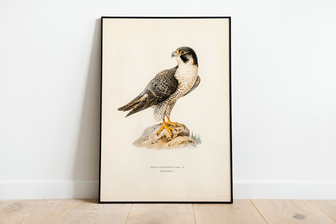 Peregrine Falcon Vintage Nature Art Print