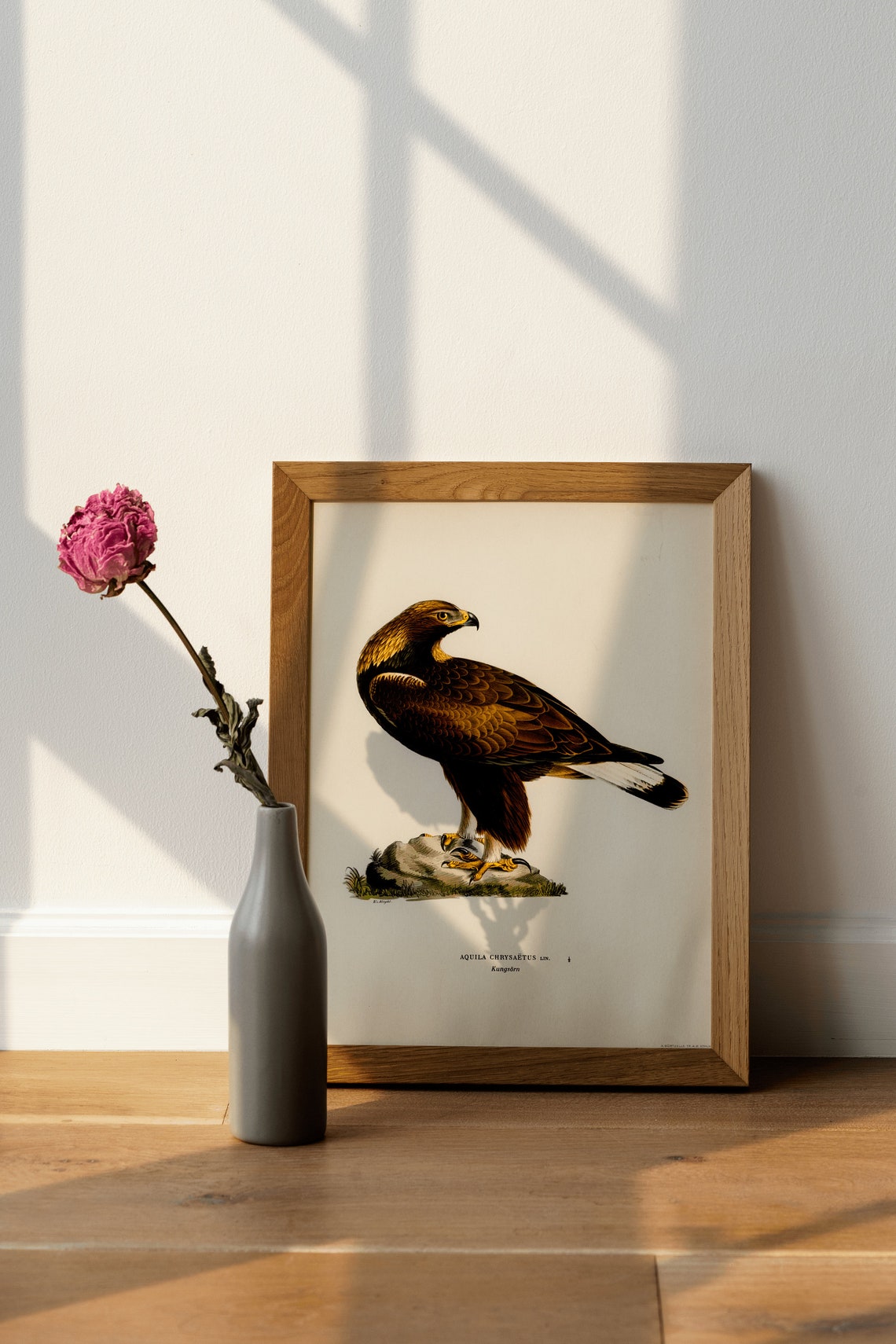Golden Eagle Vintage Naturalist Bird Of Prey Illustration Poster - Image 4