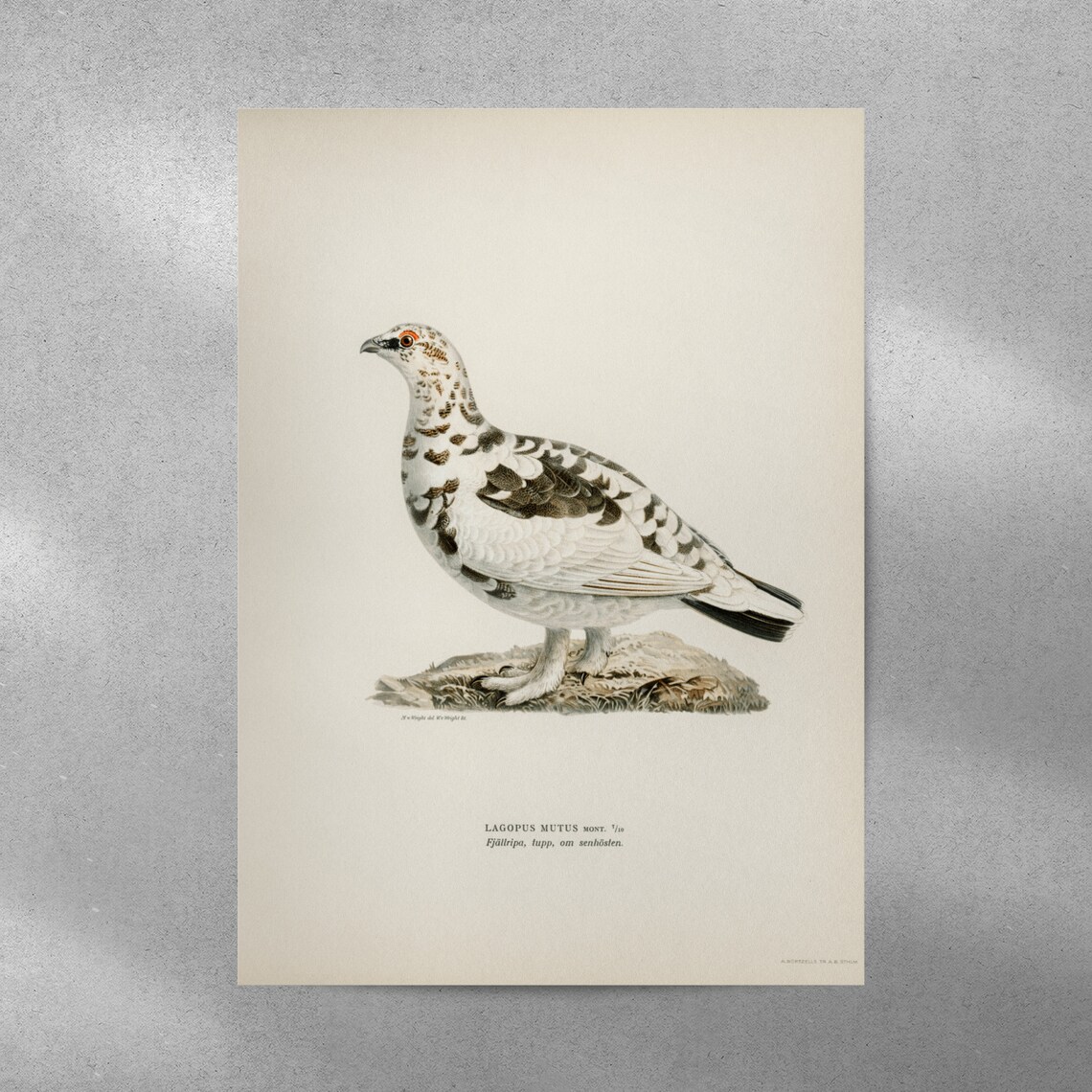 Rock Ptarmigan Vintage Nature Art Print Poster - Image 4