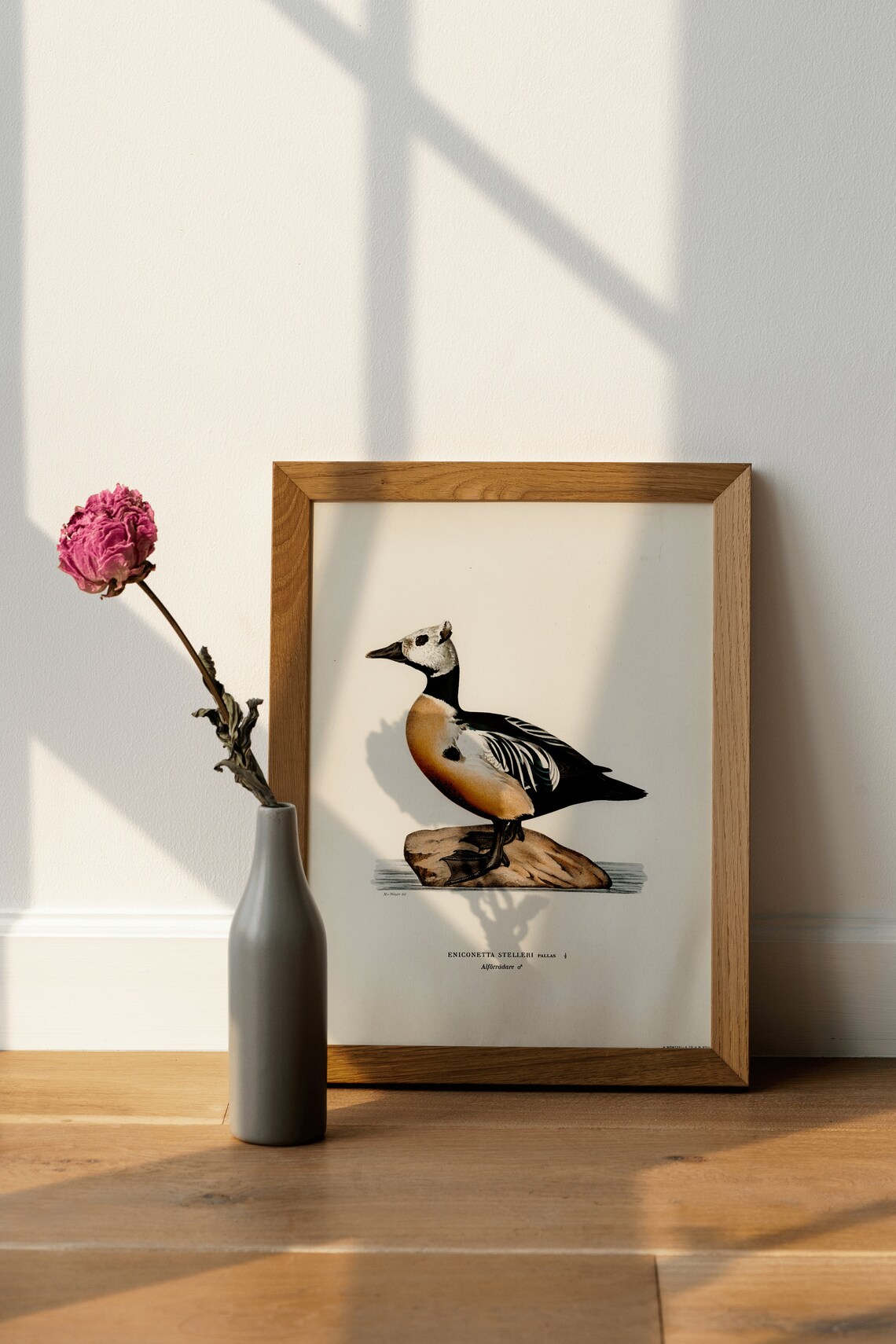 Stellers Eider Male Duck Vintage Nature Art Print - Image 2