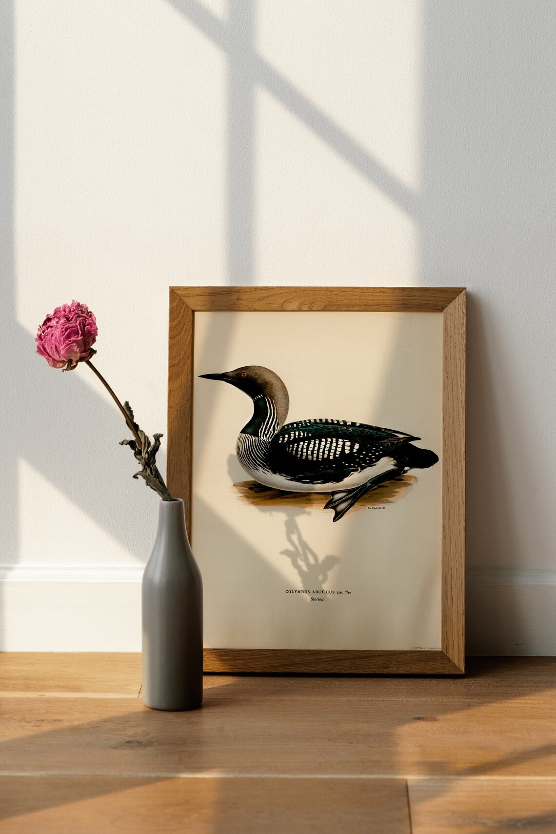 Black Throated Loon Vintage Swedish Ornithology Diver Bird Art Poster - Image 4