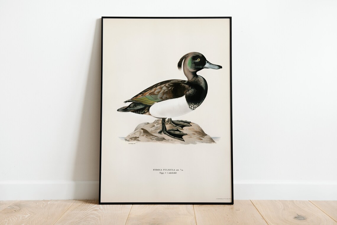 Tufted Duck Male Vintage Swedish Ornithology Bird Illustration Poster