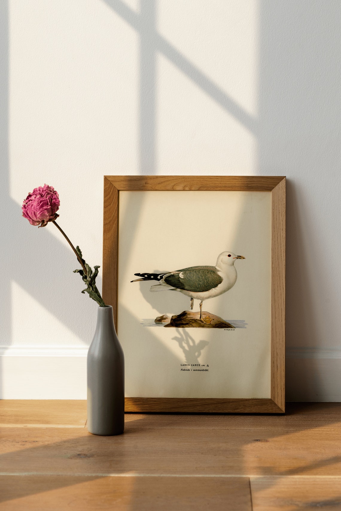 Common Gull Larus Canus Vintage Seabird Illustration Art Print - Image 4