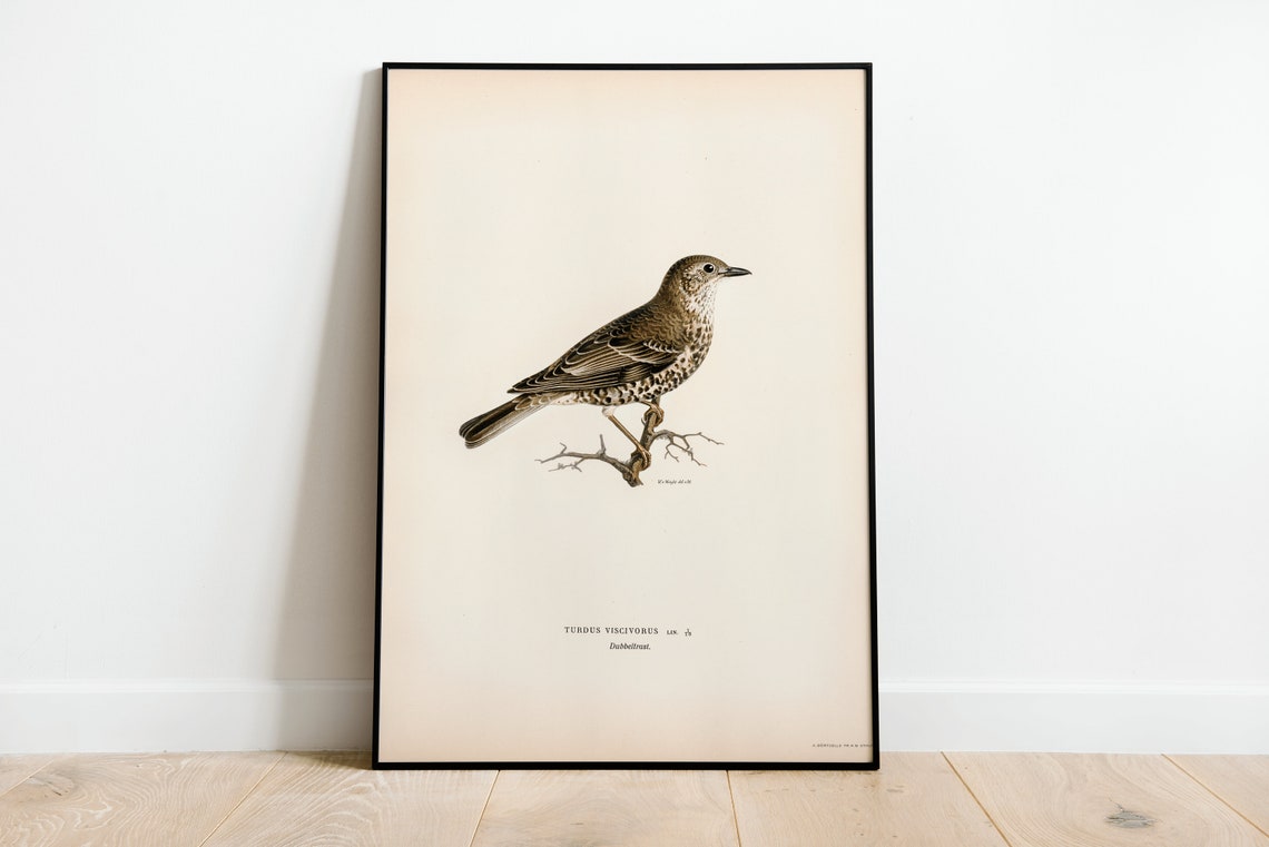 Mistle Thrush Songbird Vintage Bird Illustration Archival Poster
