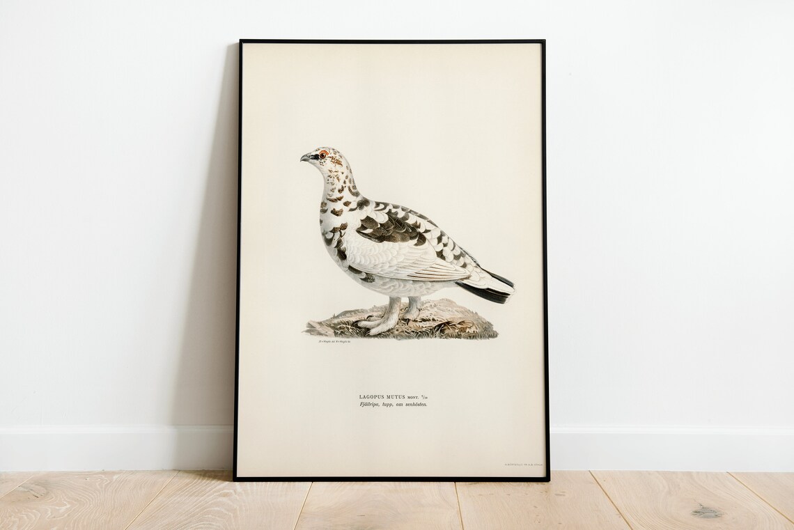 Rock Ptarmigan Vintage Nature Art Print Poster